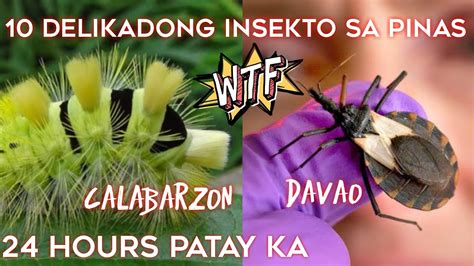dangerous insects in the philippines|Delikadong Insekto sa Pilipinas .